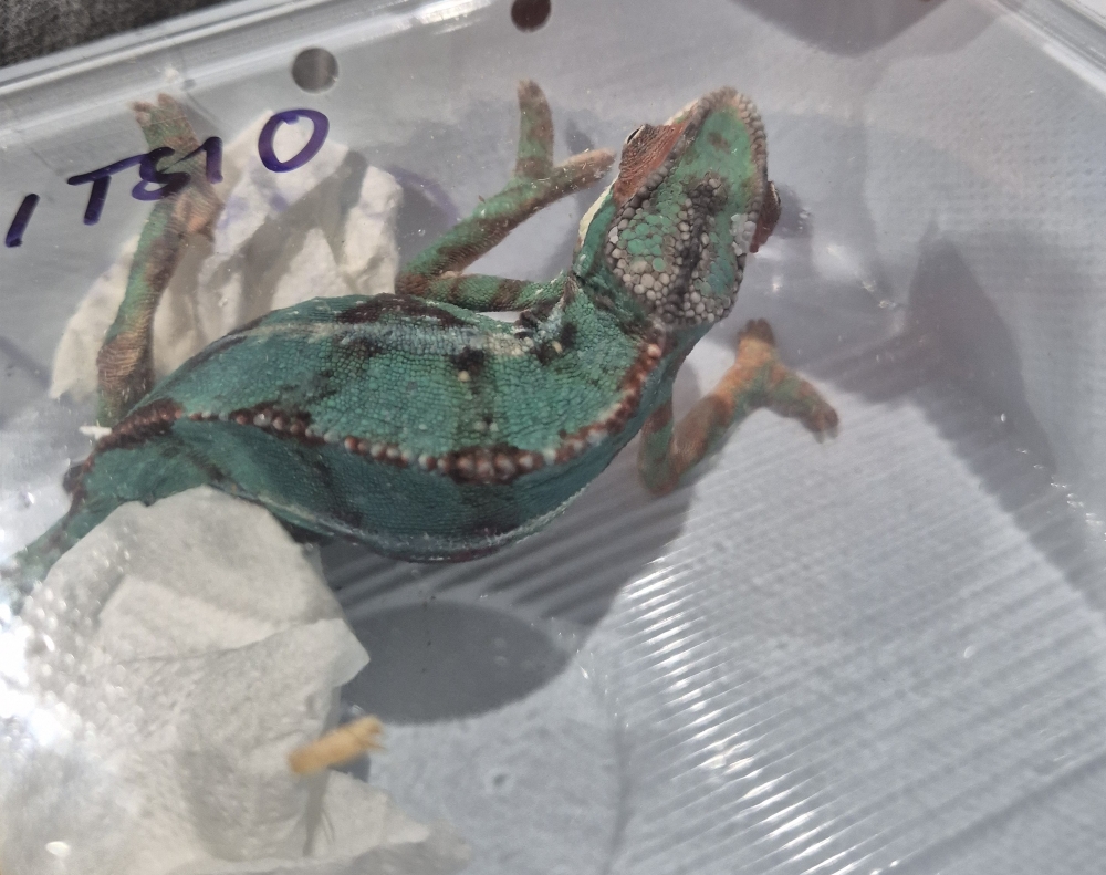 Looking for Captive-Bred Chameleons and Other Reptiles